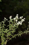 Whorled mountainmint